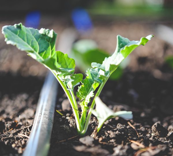 DRIP IRRIGATION