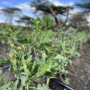 Drip Irrigation Farming Project